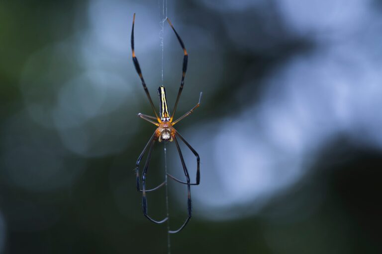 Jak zwalczyć pająki w domu?